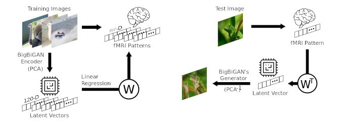 Reconstructing Natural Scenes from fMRI Patters Using Deep Generative Networks